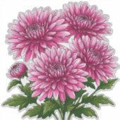 華やかなピンクのキクの花が咲く シール (正面)