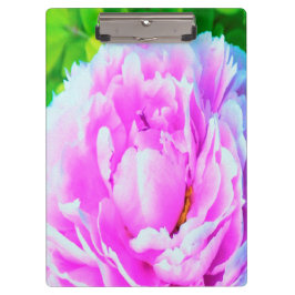 華やかな八重のピンクの芍薬の花のディテール クリップボード