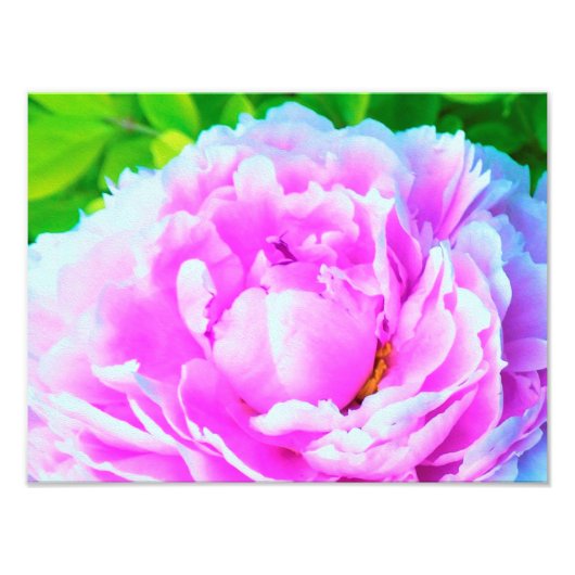 華やかな八重のピンクの芍薬の花のディテール フォトプリント            (正面)
