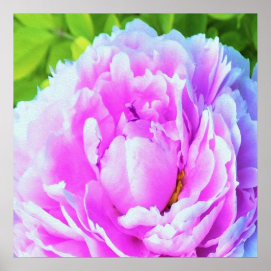 華やかな八重のピンクの芍薬の花のディテール ポスター (正面)