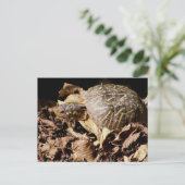 華美なアメリカハコガメ ポストカード (スタンド正面)