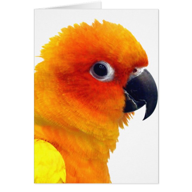 華麗な日曜日Conure (正面)