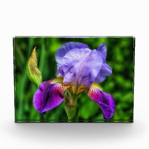 華麗な菖蒲の花 フォトブロック