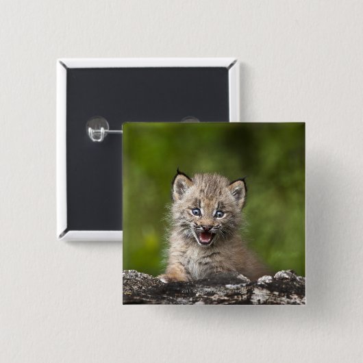 落ちたな木に見ているベビーのオオヤマネコ 缶バッジ (正面&裏面)