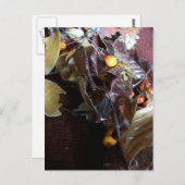 落ちた葉 ポストカード (正面/裏面)