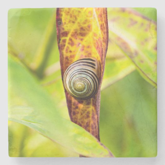 落ち着いた態度 ストーンコースター (正面)