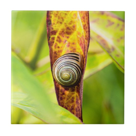 落ち着いた態度 タイル (正面)