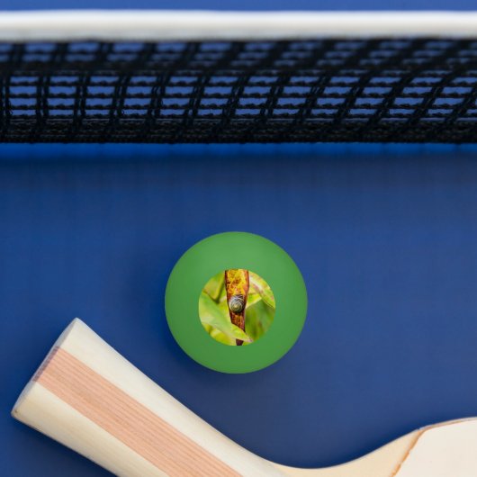 落ち着いた態度 卓球ボール (テーブル)