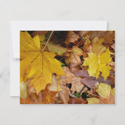 落ち葉 黄色い紅葉の自然 (正面)