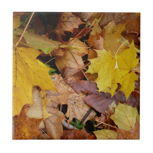 落ち葉 黄色い紅葉の自然 タイル (正面)