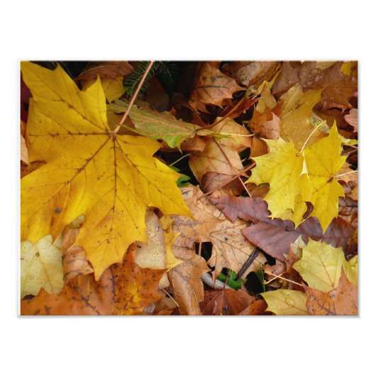 落ち葉 黄色い紅葉の自然 フォトプリント (正面)
