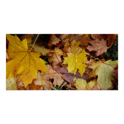 落ち葉 黄色い紅葉の自然 ポスター (正面)
