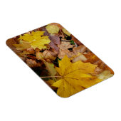 落ち葉 黄色い紅葉の自然 マグネット (右側)
