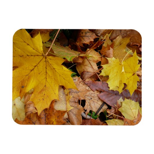 落ち葉 黄色い紅葉の自然 マグネット (横)