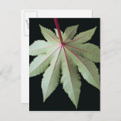 葉および茎 ポストカード (正面/裏面)