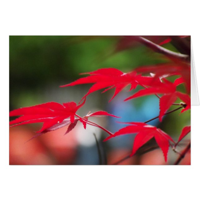 葉からの平和 (正面横)