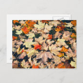 葉っぱ、葉っぱ、葉っぱ ポストカード (正面/裏面)