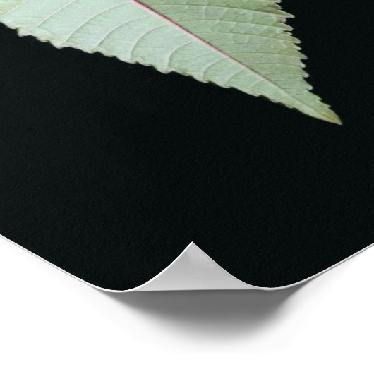 葉と茎 ポスター (角)