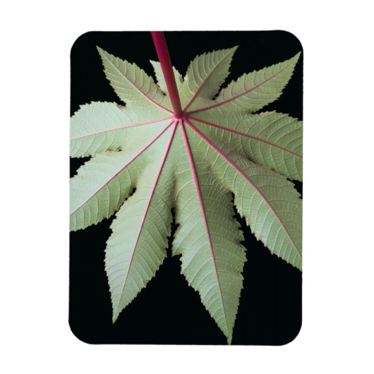 葉と茎 マグネット (縦)