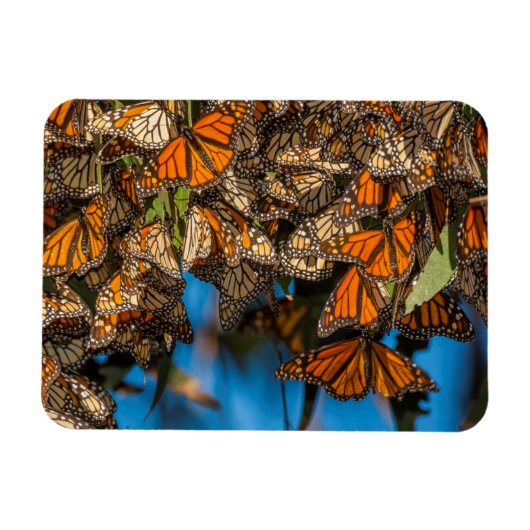 葉にしがみつく渡り中のオオカナダモナカチョウ マグネット (横)