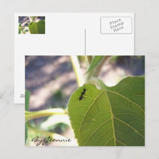 葉にアリ ポストカード (正面/裏面)
