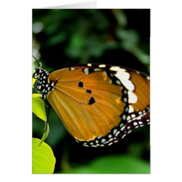 葉にオレンジ、黒と白の蝶