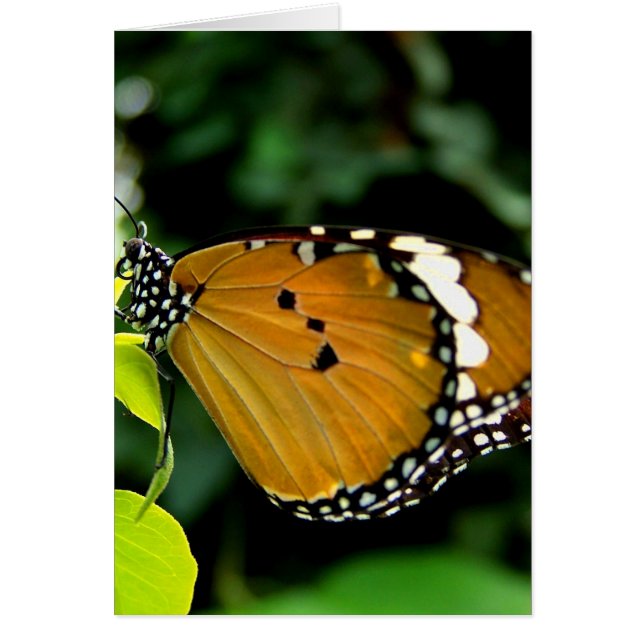 葉にオレンジ、黒と白の蝶 (正面)