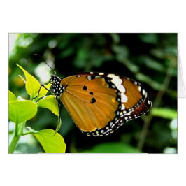 葉にオレンジ、黒と白の蝶