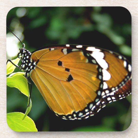 葉にオレンジ、黒と白の蝶 コースター (正面)