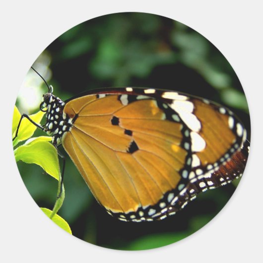 葉にオレンジ、黒と白の蝶 ラウンドシール (正面)