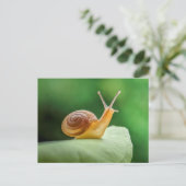 葉にカタツムリと巻く ポストカード (スタンド正面)