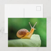 葉にカタツムリと巻く ポストカード (正面/裏面)