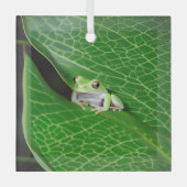 葉に浮かぶカエル ガラスオーナメント (正面)