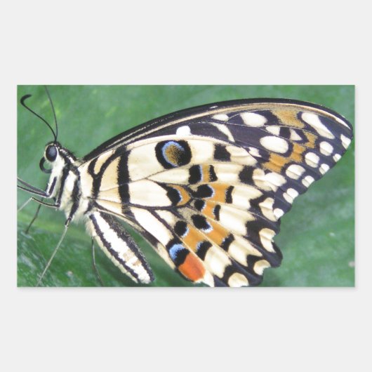 葉に白と黒の黄色の蝶 長方形シール (正面)