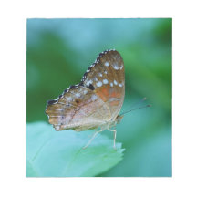 葉に美しいモンキチョウの蝶