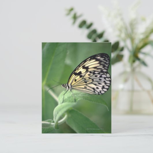 葉に蝶 ポストカード (スタンド正面)