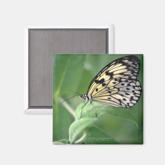 葉に蝶 マグネット (正面/裏面)