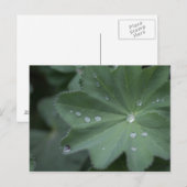 葉に露 ポストカード (正面/裏面)