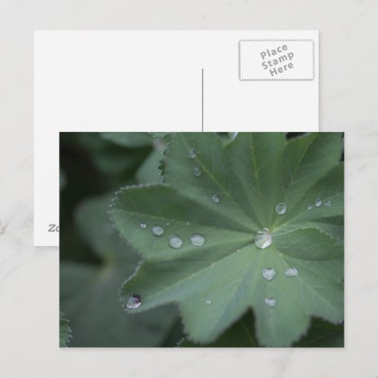 葉に露 ポストカード (正面/裏面)
