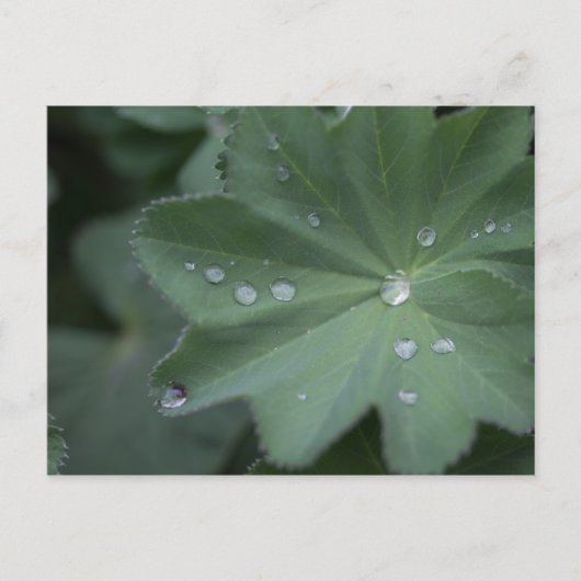 葉に露 ポストカード (正面)