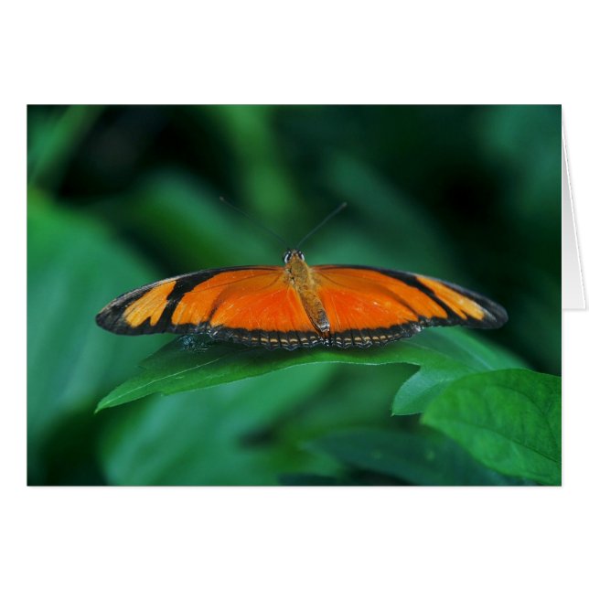 葉に鮮やかなオレンジと黒い蝶 (正面横)