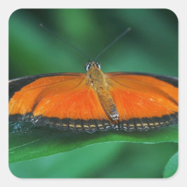 葉に鮮やかなオレンジと黒い蝶 スクエアシール
