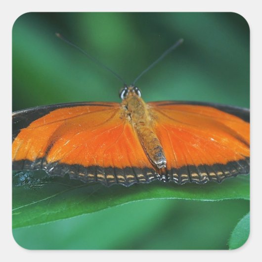 葉に鮮やかなオレンジと黒い蝶 スクエアシール (正面)