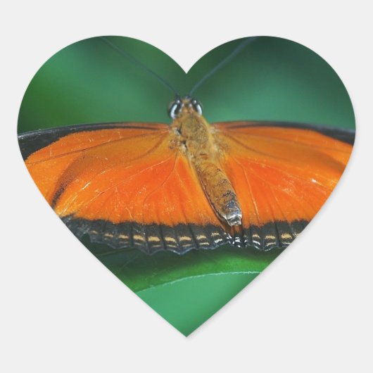 葉に鮮やかなオレンジと黒い蝶 ハートシール (正面)