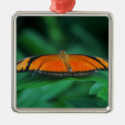 葉に鮮やかなオレンジと黒い蝶 メタルオーナメント (正面)