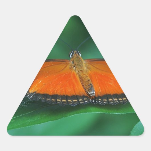 葉に鮮やかなオレンジと黒い蝶 三角形シール (正面)