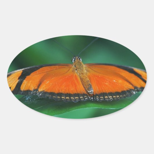 葉に鮮やかなオレンジと黒い蝶 楕円形シール (正面)