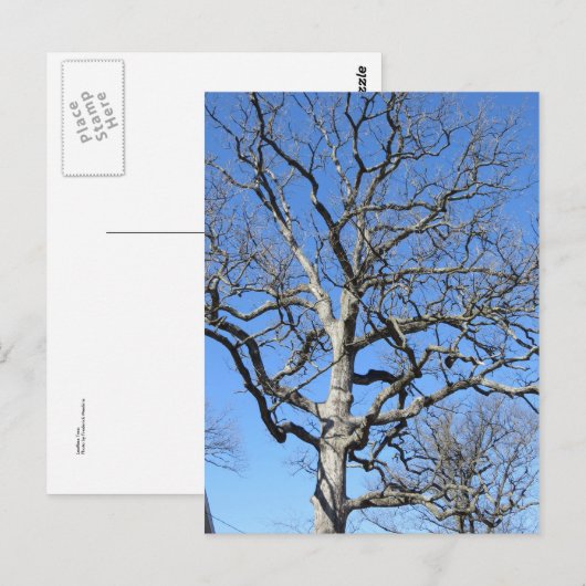 葉のない木 ポストカード (正面/裏面)