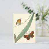 葉のまわりでなびいているカラフルな蝶 ポストカード (スタンド正面)