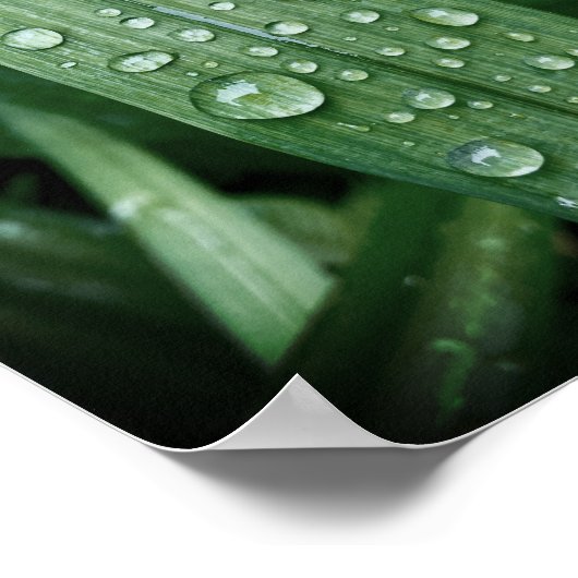 「葉のマットポスターの雨滴」を参照。 ポスター (角)